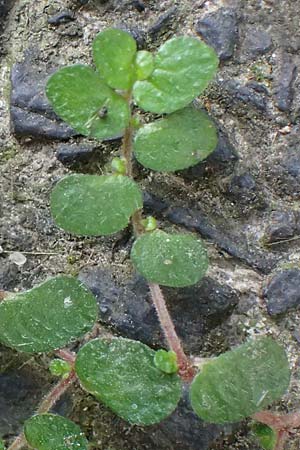 Soleirolia soleirolii \ Bubik�pfchen / Baby's Tears, D Essen 31.8.2026