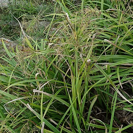Scirpus sylvaticus \ Wald-Simse, Wald-Binse / Wood Club-Rush, D Kirtorf 3.9.2026