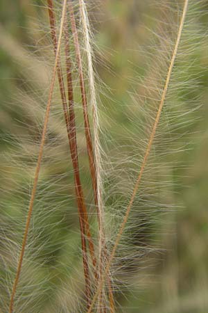 Stipa joannis \ Echtes Federgras, Grauscheidiges Federgras / Grey-Sheathed Feather-Grass, D Mainz 31.5.2012