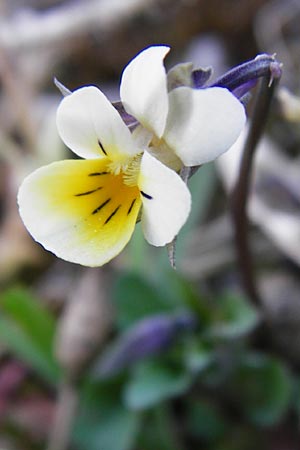 Viola arvensis \ Acker-Stiefmtterchen / Field Pansy, D Mannheim 14.4.2015