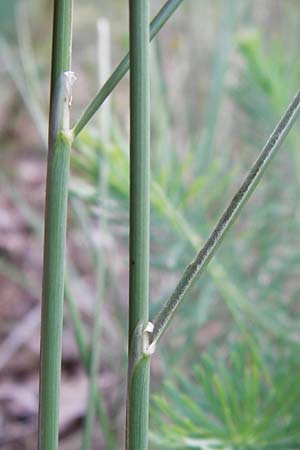 Stipa capillata \ Haar-Pfriemengras / Feather-Grass, Needle Grass, D Schwetzingen 29.6.2015