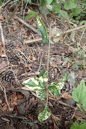 Euonymus fortunei \ Kletter-Spindelstrauch, Kriechspindel-Pfaffenh�tchen / Fortune's Spindle, D Obernburg am Main 2.10.2016