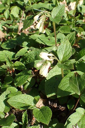 Symphytum tuberosum subsp. tuberosum \ Knotiger Beinwell / Tuberous Comfrey, D Bad Vilbel 25.3.2017