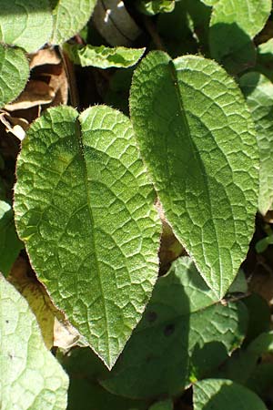 Symphytum tuberosum subsp. tuberosum \ Knotiger Beinwell / Tuberous Comfrey, D Bad Vilbel 25.3.2017