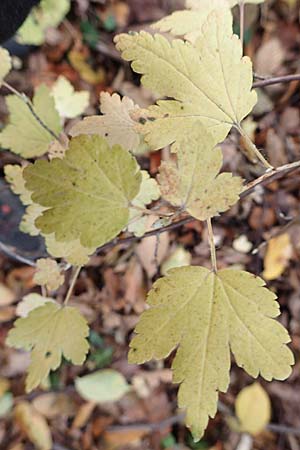 Ribes alpinum \ Alpen-Johannisbeere / Mountain Currant, D Mannheim 19.11.2017