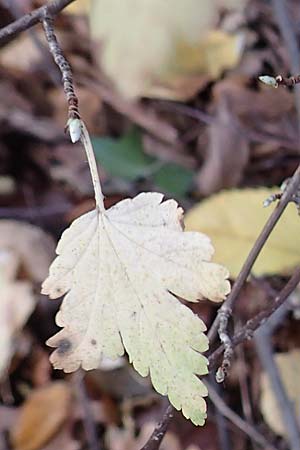 Ribes alpinum \ Alpen-Johannisbeere / Mountain Currant, D Mannheim 19.11.2017