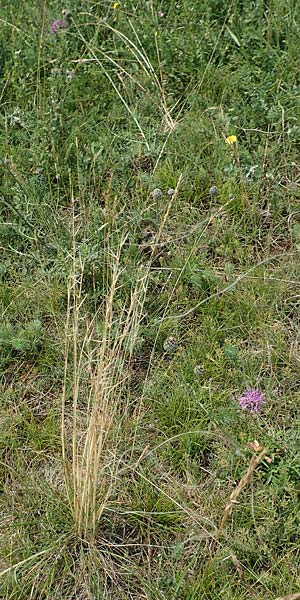 Stipa joannis \ Echtes Federgras, Grauscheidiges Federgras / Grey-Sheathed Feather-Grass, D Grünstadt-Asselheim 16.6.2018