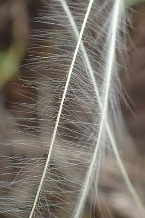 Stipa joannis \ Echtes Federgras, Grauscheidiges Federgras / Grey-Sheathed Feather-Grass, D Grünstadt-Asselheim 16.6.2018