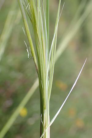 Stipa capillata \ Haar-Pfriemengras / Feather-Grass, Needle Grass, D Kaiserstuhl,  Badberg 25.6.2018