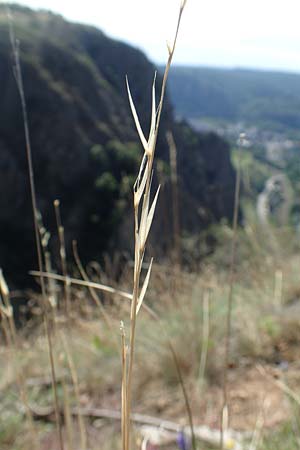 Stipa joannis \ Echtes Federgras, Grauscheidiges Federgras / Grey-Sheathed Feather-Grass, D Rotenfels 29.6.2018