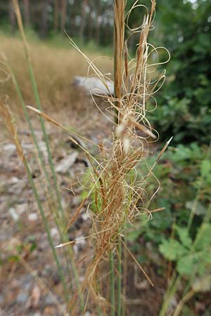 Stipa capillata \ Haar-Pfriemengras / Feather-Grass, Needle Grass, D Schwetzingen 3.9.2018