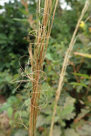 Stipa capillata \ Haar-Pfriemengras / Feather-Grass, Needle Grass, D Schwetzingen 3.9.2018