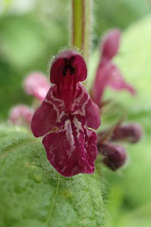 Stachys sylvatica \ Wald-Ziest / Hedge Woundwort, D Aachen-Orsbach 13.6.2019