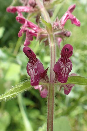 Stachys sylvatica, Hedge Woundwort Stachys sylvatica, Hedge Woundwort
