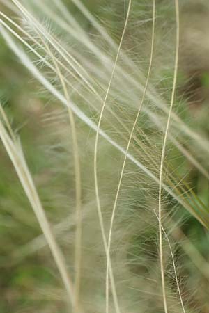 Stipa joannis \ Echtes Federgras, Grauscheidiges Federgras / Grey-Sheathed Feather-Grass, D Grünstadt-Asselheim 4.5.2020