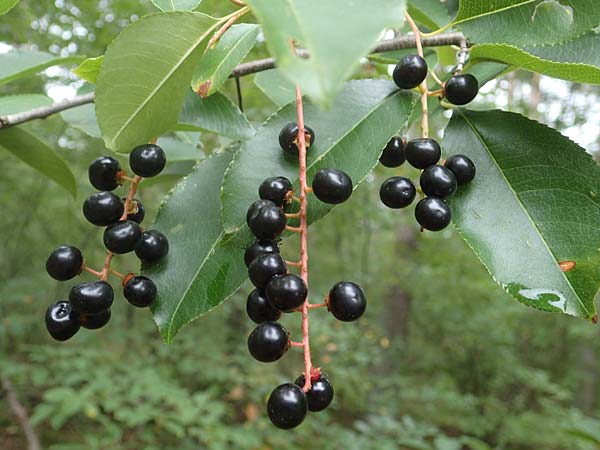 Prunus serotina \ Spte Traubenkirsche / Rum Drupes, D Lampertheim 28.8.2021