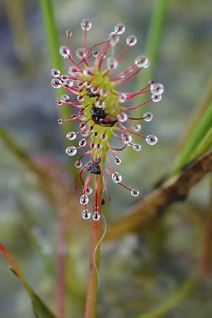 Drosera intermedia \ Mittlerer Sonnentau / Oblong-Leaved Sundew, D Elmpt 6.9.2021