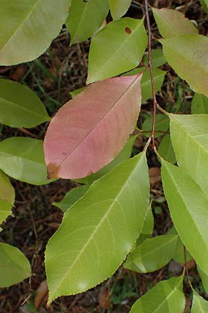 Prunus serotina \ Spte Traubenkirsche / Rum Drupes, D Lampertheim 11.9.2022