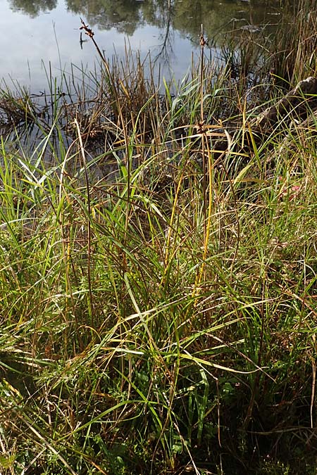 Schoenoplectus triqueter \ Dreikantige Teichsimse / Triangular Club-Rush, D Meißenheim 29.10.2022