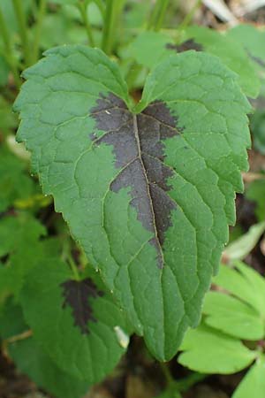 Phyteuma nigrum \ Schwarze Teufelskralle / Black Rampion, D Höpfingen 20.5.2023