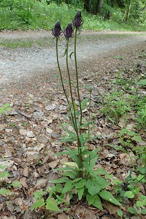 Phyteuma nigrum \ Schwarze Teufelskralle / Black Rampion, D Höpfingen 20.5.2023