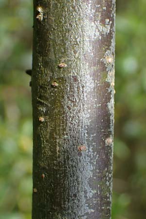 Salix triandra \ Mandel-Weide / Almond Willow, D Walldürn 20.5.2023