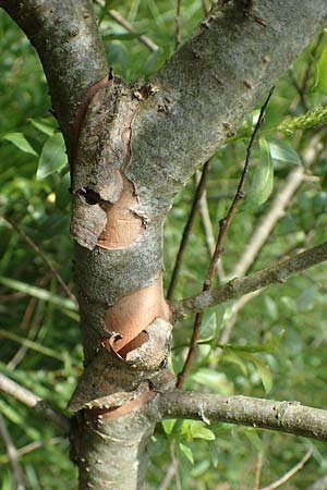 Salix triandra \ Mandel-Weide / Almond Willow, D Walldürn 20.5.2023