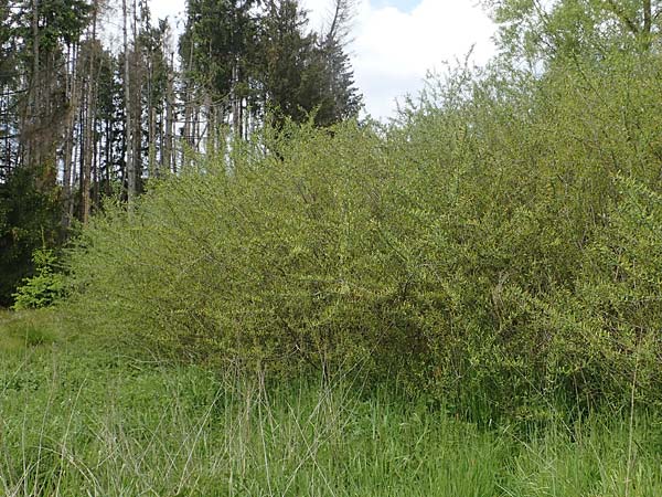 Salix triandra \ Mandel-Weide / Almond Willow, D Walldürn 20.5.2023