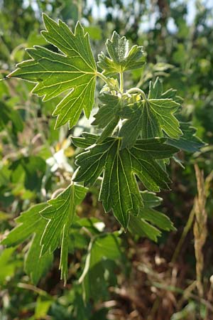 Ribes uva-crispa \ Stachelbeere / Gooseberry, D Thüringen, Bottendorf 13.6.2023