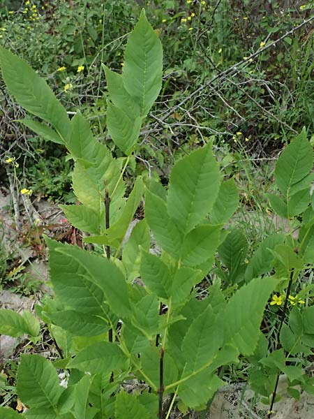 Fraxinus excelsior \ Gew�hnliche Esche / Ash, D Mannheim 24.9.2024