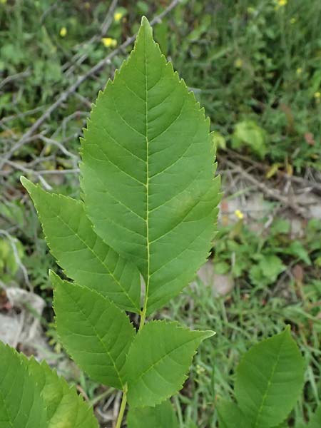 Fraxinus excelsior \ Gew�hnliche Esche / Ash, D Mannheim 24.9.2024