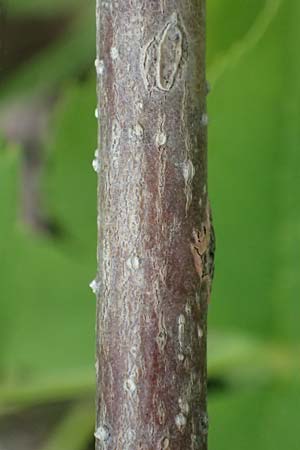 Fraxinus excelsior \ Gew�hnliche Esche / Ash, D Mannheim 24.9.2024