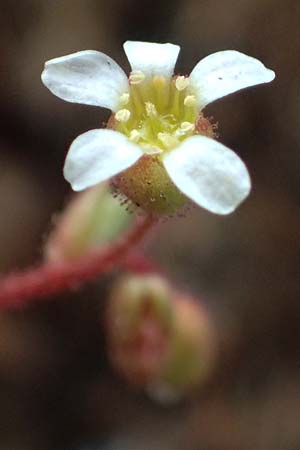 Saxifraga tridactylites \ Dreifinger-Steinbrech / Rue-Leaved Saxifrage, D Mannheim 3.4.2026
