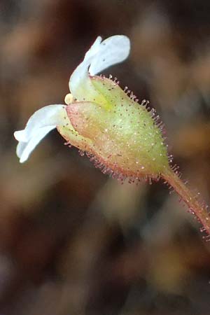 Saxifraga tridactylites \ Dreifinger-Steinbrech / Rue-Leaved Saxifrage, D Mannheim 3.4.2026