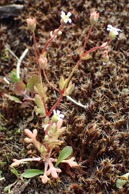 Saxifraga tridactylites \ Dreifinger-Steinbrech / Rue-Leaved Saxifrage, D Mannheim 3.4.2026