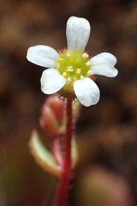 Saxifraga tridactylites \ Dreifinger-Steinbrech / Rue-Leaved Saxifrage, D Mannheim 3.4.2026