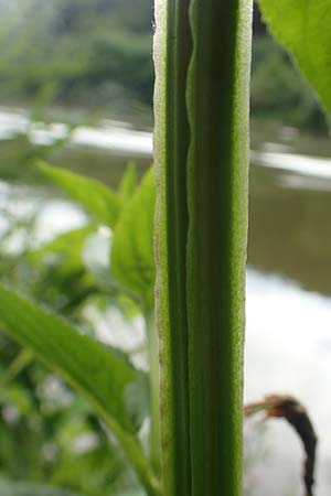 Scrophularia umbrosa \ Geflgelte Braunwurz / Green Figwort, D Erlenbach am Main 16.7.2016