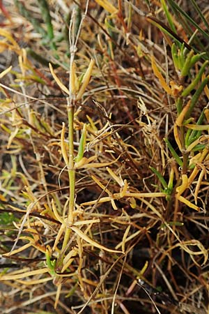 Suaeda maritima \ Salz-Sode / Annual Sea Blite, D Sachsen-Anhalt, Sülzetal-Sülldorf 27.9.2020