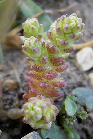 Sedum villosum \ Moor-Mauerpfeffer / Hairy Stonecrop, D Günzburg 8.5.2010