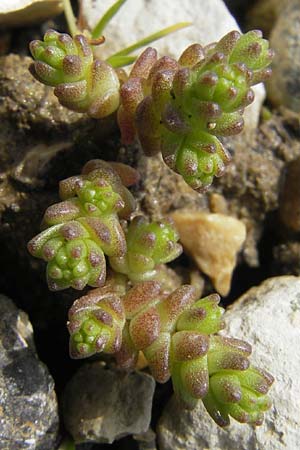 Sedum villosum \ Moor-Mauerpfeffer / Hairy Stonecrop, D Günzburg 8.5.2010