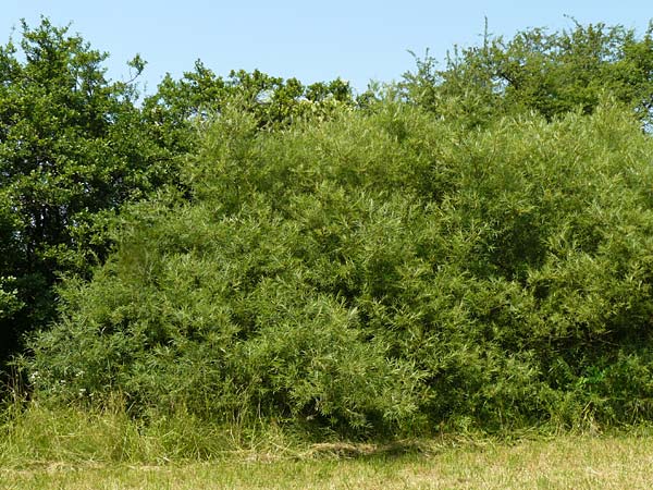 Salix viminalis \ Korb-Weide / Common Osier, D Jöhlingen 5.7.2015