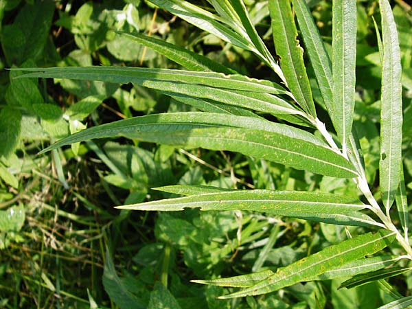Salix viminalis \ Korb-Weide / Common Osier, D Jöhlingen 5.7.2015