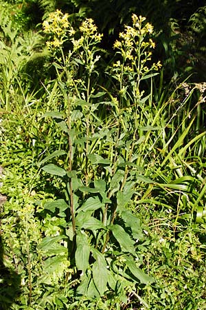 Solidago virgaurea \ Gewhnliche Goldrute, Echte Goldrute / Goldenrod, D Schwarzwald/Black-Forest, Hornisgrinde 5.8.2015