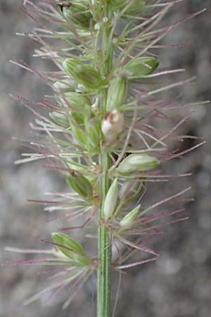 Setaria verticillata \ Kletten-Borstenhirse, Quirlige Borstenhirse / Whorled Pigeon Grass, Bristly Foxtail, D Mannheim 19.9.2016