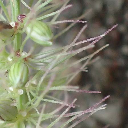 Setaria verticillata \ Kletten-Borstenhirse, Quirlige Borstenhirse / Whorled Pigeon Grass, Bristly Foxtail, D Mannheim 19.9.2016