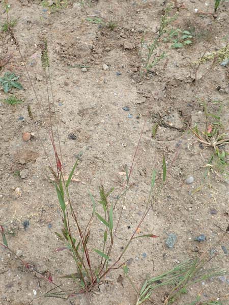 Setaria verticillata \ Kletten-Borstenhirse, Quirlige Borstenhirse / Whorled Pigeon Grass, Bristly Foxtail, D Bürstadt 30.9.2016