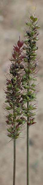 Setaria verticillata \ Kletten-Borstenhirse, Quirlige Borstenhirse / Whorled Pigeon Grass, Bristly Foxtail, D Bürstadt 30.9.2016