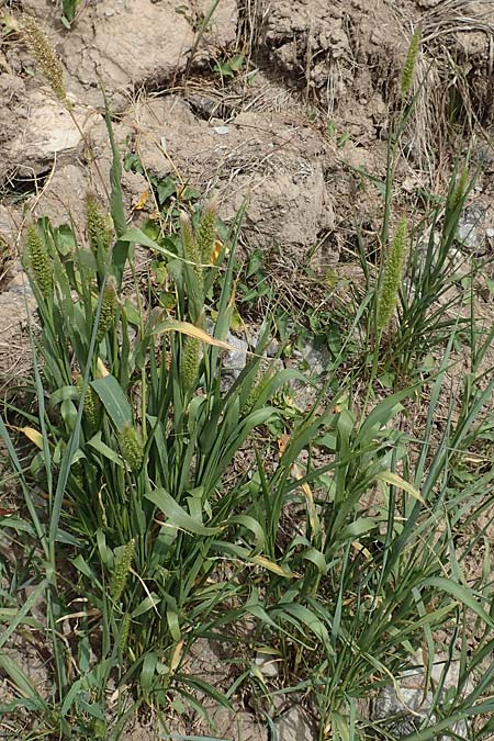 Setaria viridis subsp. pycnocoma \ Unkraut-Borstenhirse / Weed Bristle Grass, D Gündelbach 24.7.2020