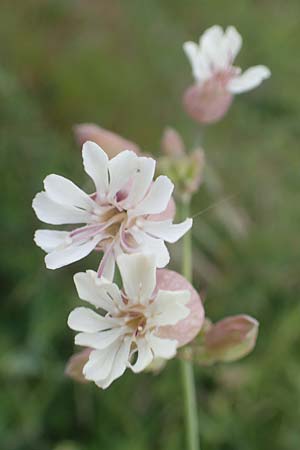 Silene vulgaris subsp. vulgaris, Gewöhnliches Leimkraut, Taubenkropf-Leimkraut