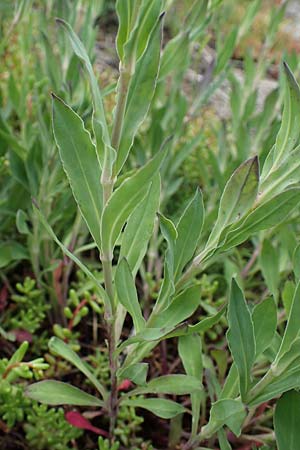 Silene vulgaris subsp. vulgaris \ Gewhnliches Leimkraut, Taubenkropf-Leimkraut / Bladder Campion, D Mannheim 23.5.2021